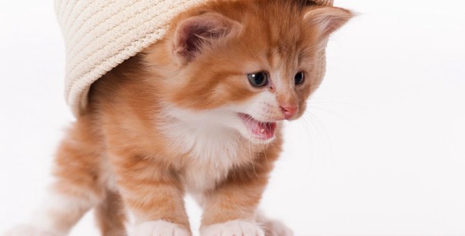 猫が『悲しそうな鳴き声』をするのはなぜ？5つの意味