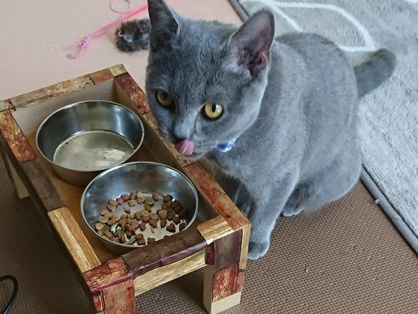 猫が満足できるご飯の与え方５つ