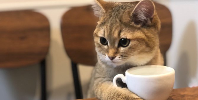 これぞ真の猫カフェ？コーヒーを嗜んでいるようなミヌエットが大人気♡