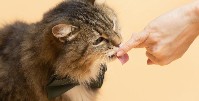 猫の危険な『人間に感染する病気』5種