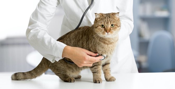 猫がかかりやすい病気ランキングTOP３！その原因と対策をチェック