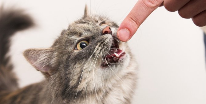 子猫が甘噛みする理由とは？ダメ！を教える方法について