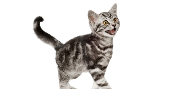 猫が『鳴きながら家中をウロウロ』している時の3つの理由