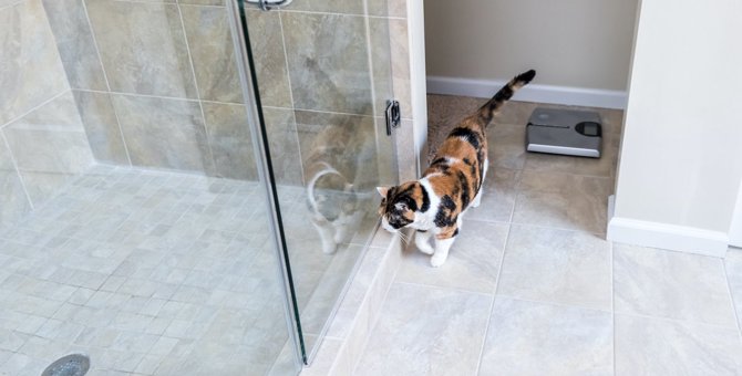 猫が『お風呂』についてくるのはなぜ？５つの気持ち