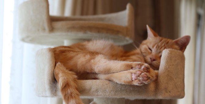 猫が『お尻を向けて眠っている』ときの心理3選