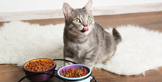 猫に与える餌の量を計算する3つの方法と注意点
