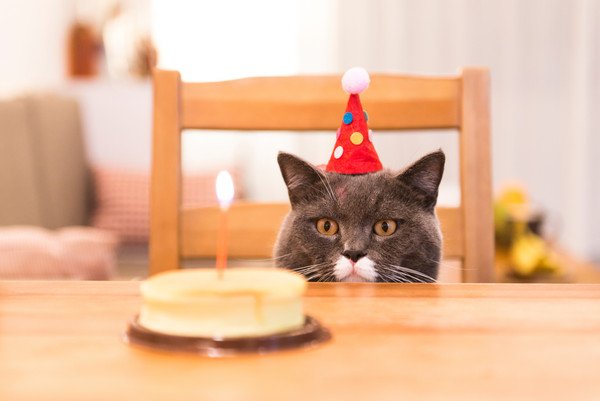 猫用ケーキおすすめランキング！人気の猫用ケーキは？