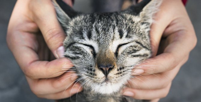 猫が『愛情不足』を感じている時の危険サイン５つ！嘔吐や皮膚炎の心配も！？