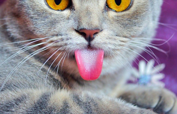 猫の舌がザラザラな理由とその役割