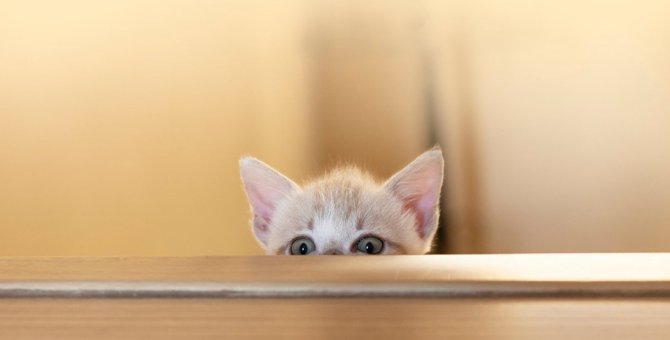 猫の『クスッと笑える』仕草・行動ランキングBEST3