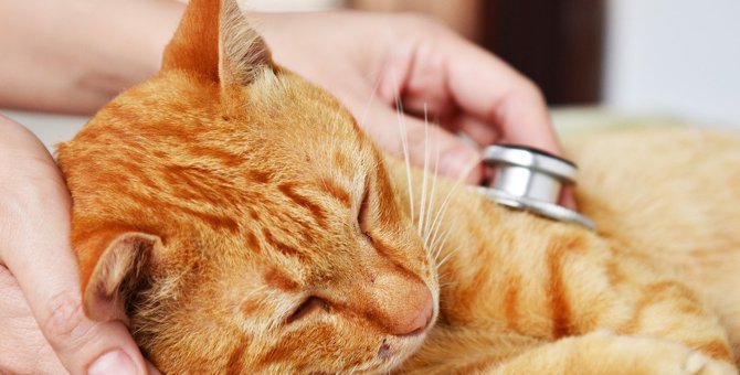 猫が『血便』をする原因5つ！症状ごとの危険度や対応策を解説
