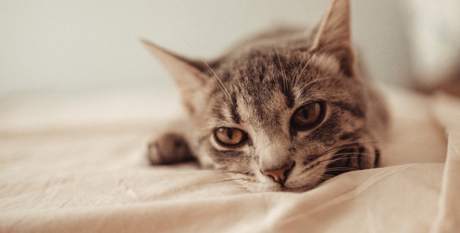 猫が『寂しい』と感じるのはどんな時？4つのシーンとケア方法