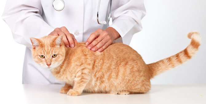 猫に『フケ』が出る2つの原因！病院に連れて行くべき症状と対策