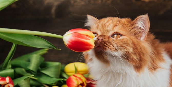 チューリップは猫に絶対NG！命に関わる春の花５つ