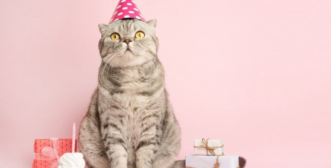愛猫の『誕生日』はどんなふうに過ごす？3つの祝い方と喜ばれるプレゼント♡