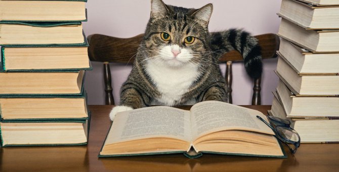 猫が『記憶しやすい言葉』6つ！覚えてもらう方法とは？