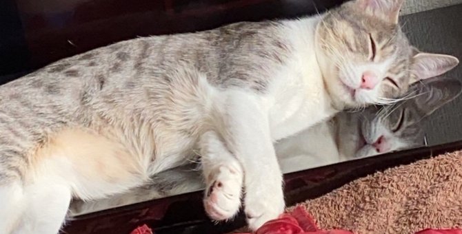 猫が喜ぶ『最高の寝床』を作る方法5選！愛猫の睡眠環境を整えよう♡