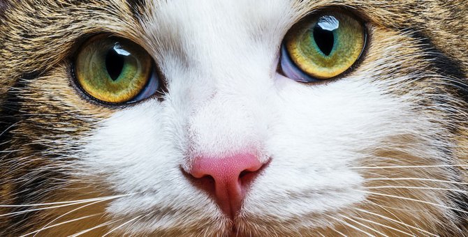 猫も視力が悪くなるの？『視力低下』してしまう3つの原因と予防策