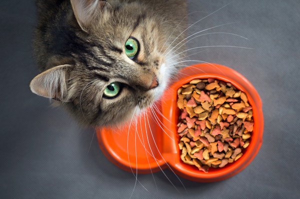 高齢の猫に食べさせる食事の特徴や回数、おすすめのフード