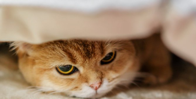 猫が不幸になる行為とは？5つの絶対禁止事項