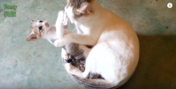 猫の親子って最高♡甘々なお母さん猫＆子猫たちの動画集めました！