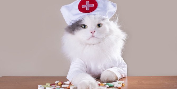 猫の『お薬』にまつわる豆知識3つ