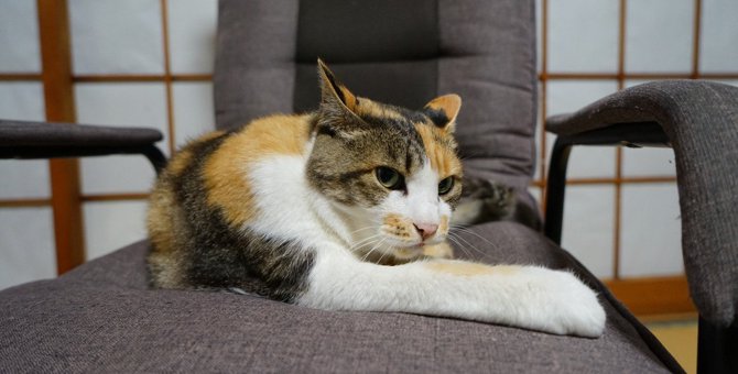 猫も『骨粗鬆症』になる！3つの原因や症状、治療法を解説