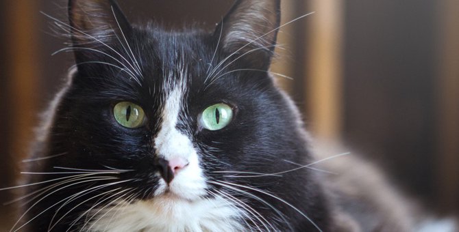 猫が『目のカタチ』を変えるのはなぜ？パターン別の意味3つ
