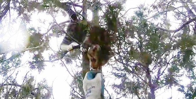木の上から救出された猫…救助隊に贈った素敵な“お礼”とは？