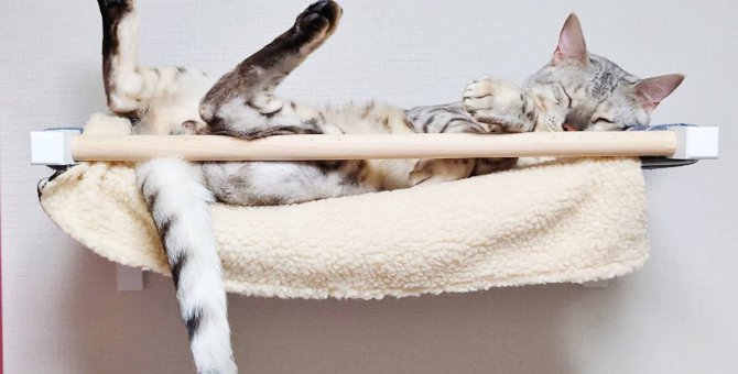 猫の『睡眠の質』を高める方法5つ
