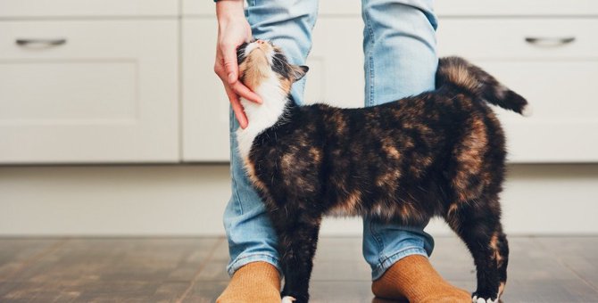猫が『飼い主の足を踏む』５つの理由と対処法