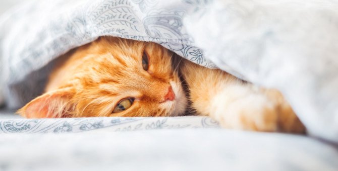『寝起きが悪い時』の猫の行動3つ！体調にも注意すべき場合とは？