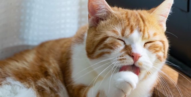 猫の『毛玉による嘔吐』を減らすには？3つのケア方法
