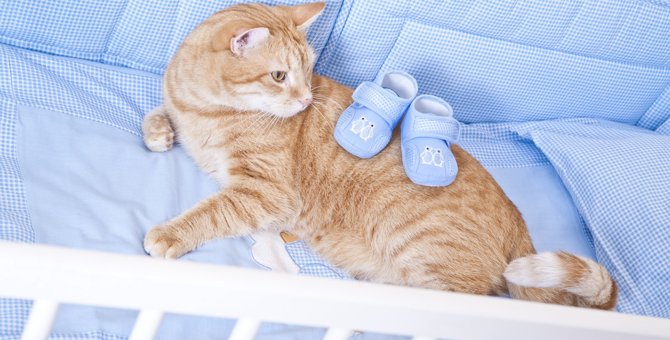 猫の出産の兆候を読み取るための6つのサイン