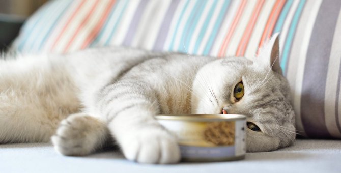 猫が最近『少食』のような気がする…考えられる5つの原因と対策