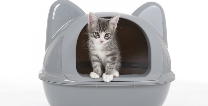 ドーム型の猫用トイレおすすめ人気ランキング10選