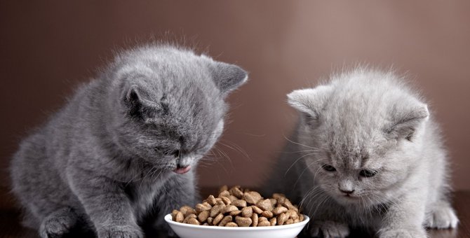 猫にとって安全な『キャットフード』とは？5つの条件と食べない時の対処法