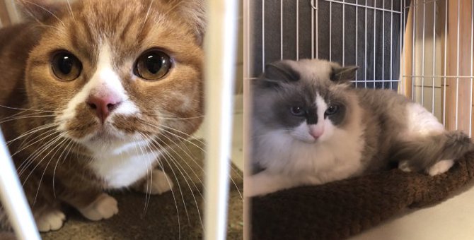購入後に捨てられた猫たち…新しい猫生を繋ぐ活動がスタート！