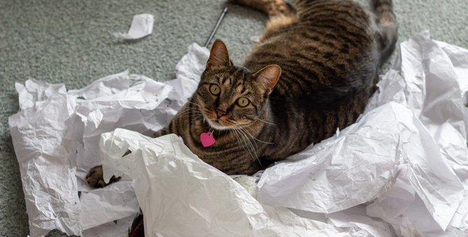 猫が部屋を散らかして困る…考えられる3つの原因