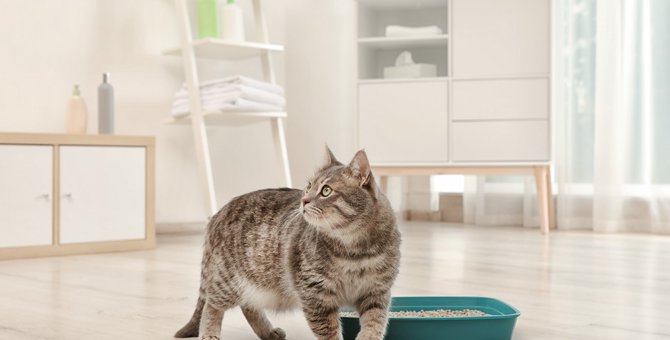 【猫トイレ問題】猫の性格・クセから考える『猫砂』の選び方4つ