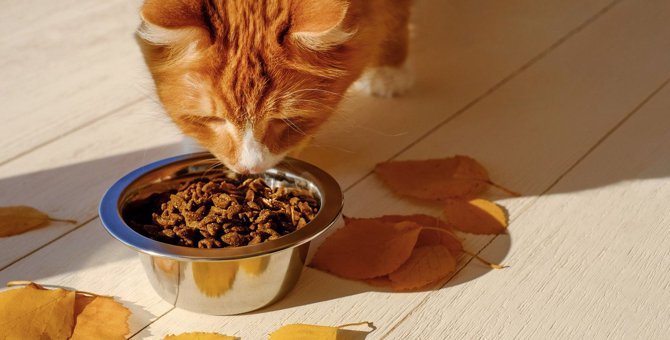 猫が『秋』になると食欲が増す理由3つ　ご飯の与え方には要注意