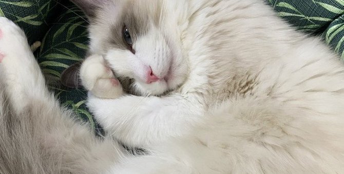 猫が眠るときに『手で顔を覆う』３つの理由