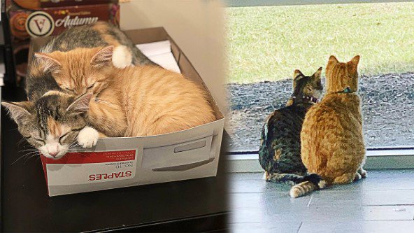 新入社員になった2匹の猫…任された重要任務とは？