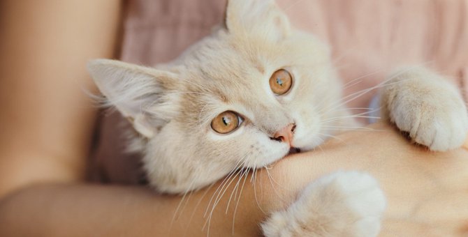 猫の飼い主がよく悩む『噛み癖』対策4つ　噛む理由別に解説！