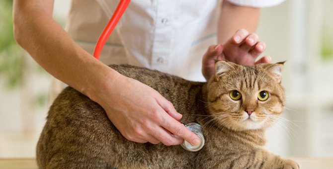 愛猫と動物病院へ行く頻度はどれくらい？来院するメリットを知ろう！
