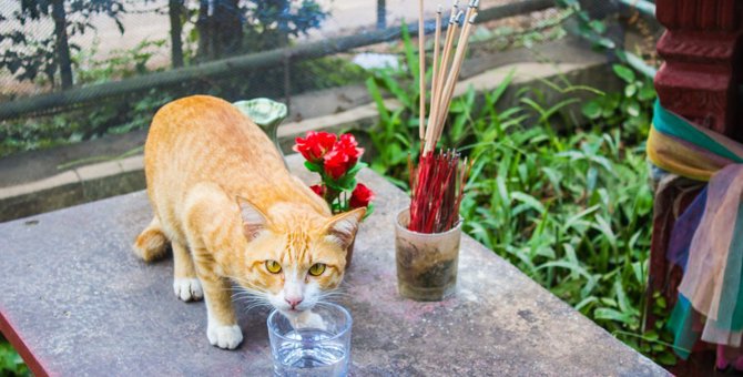 猫にお香が危険な理由と注意する3つの事