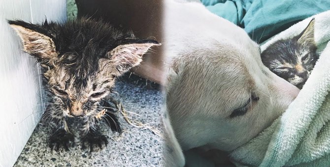 極暑の街で瀕死の子猫を保護…保護犬の看病で奇跡の回復！