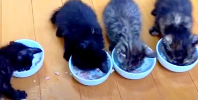 無惨に捨てられた4匹の子猫たち…守られた小さな命！
