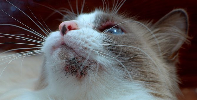 猫の顎の下に『黒いゴミ』が付くようになったら…気になる正体と4つの対処法