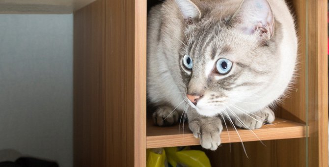 猫が『狭い場所』に入りたがる2つの理由♡特に人気のある場所はどこ？